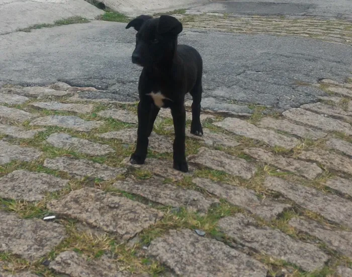 Cachorro ra a Srd idade 2 a 6 meses nome Filhotes