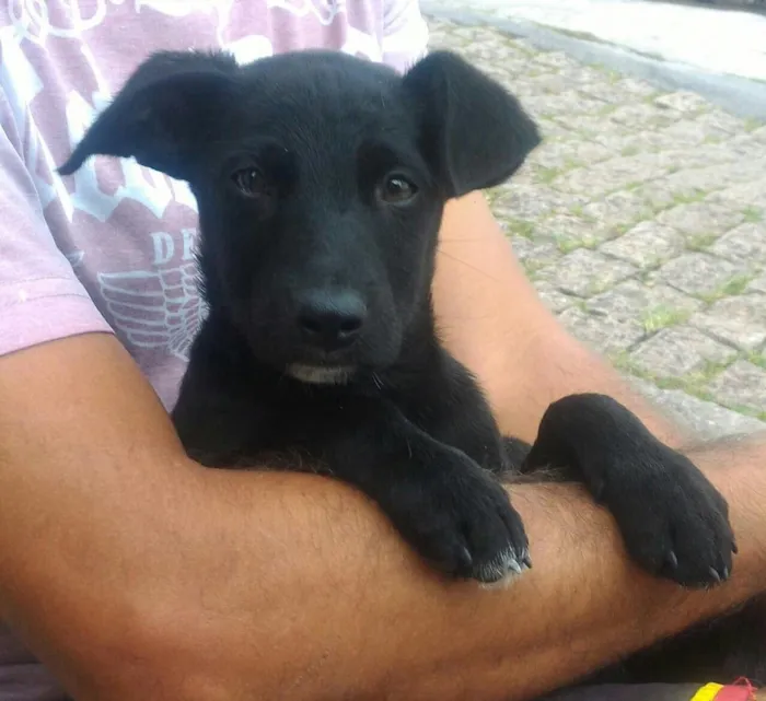 Cachorro ra a Srd idade 2 a 6 meses nome Filhotes