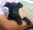 Filhotes