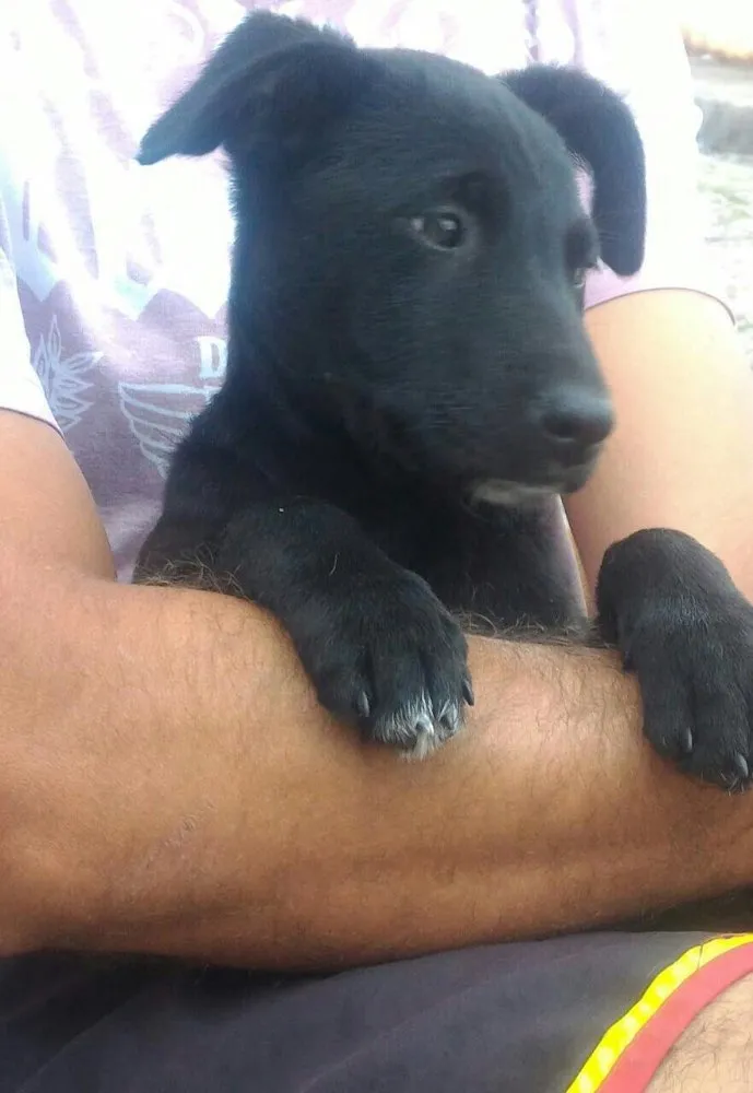Cachorro ra a Srd idade 2 a 6 meses nome Filhotes