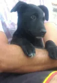 Filhotes