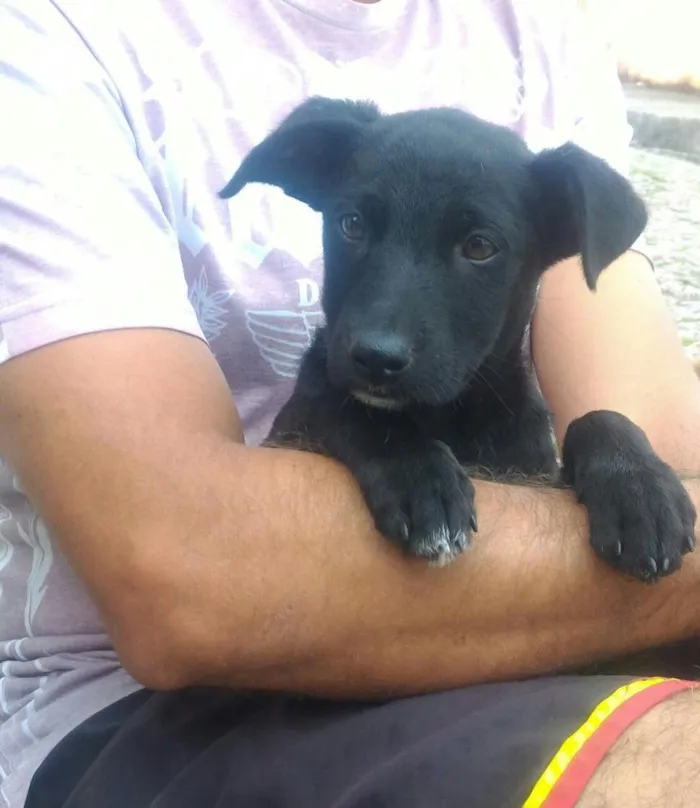 Cachorro ra a Srd idade 2 a 6 meses nome Filhotes