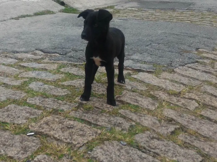 Cachorro ra a Srd idade 2 a 6 meses nome Filhotes