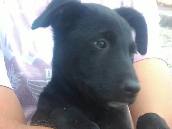 Cachorro ra a Srd idade 2 a 6 meses nome Filhotes