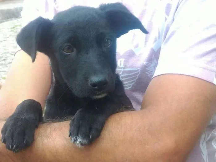 Cachorro ra a Srd idade 2 a 6 meses nome Filhotes
