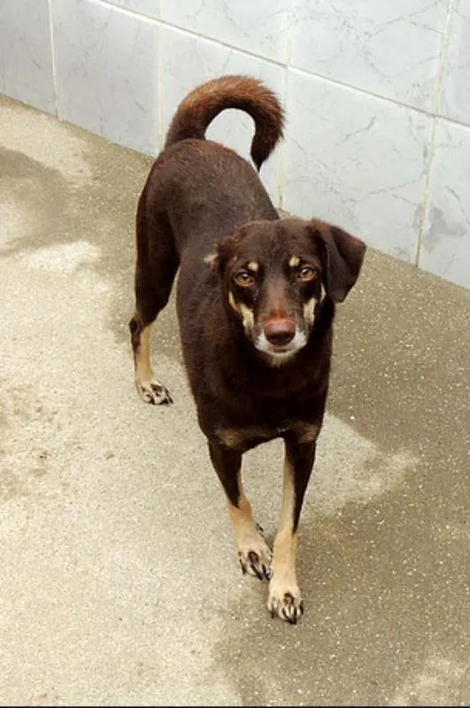 Cachorro ra a SRD idade  nome Domitila