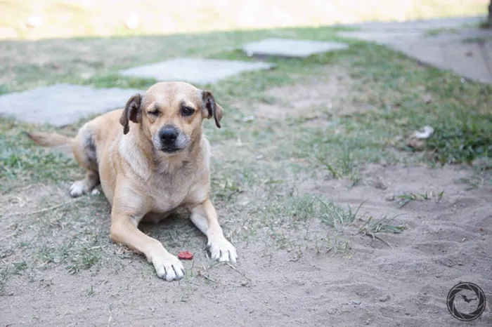 Cachorro ra a SRD idade 5 anos nome Pirata