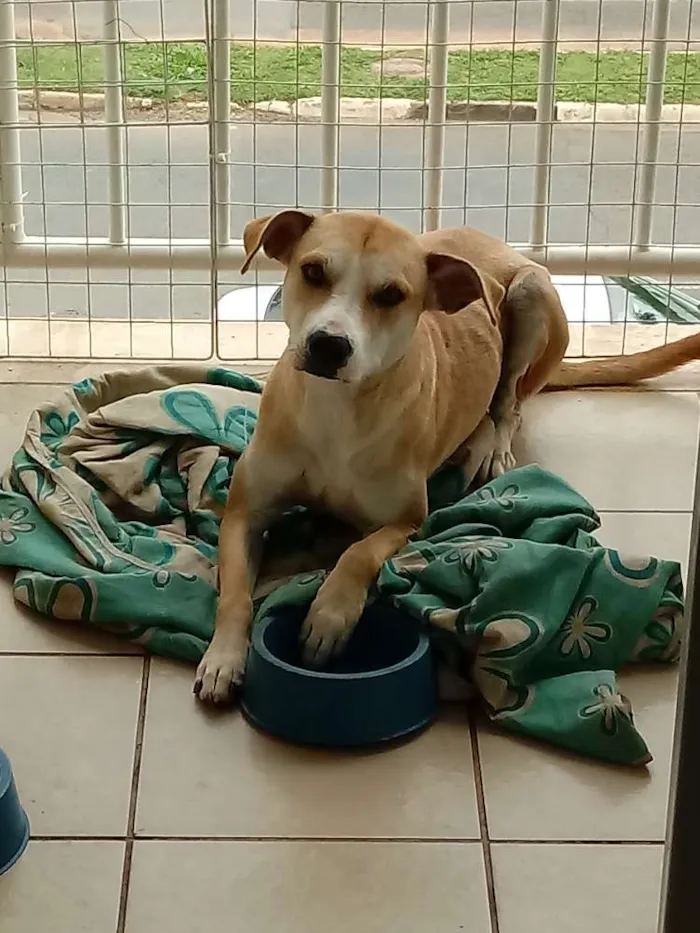 Cachorro ra a Vira idade 1 ano nome Killer