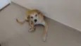 Killer