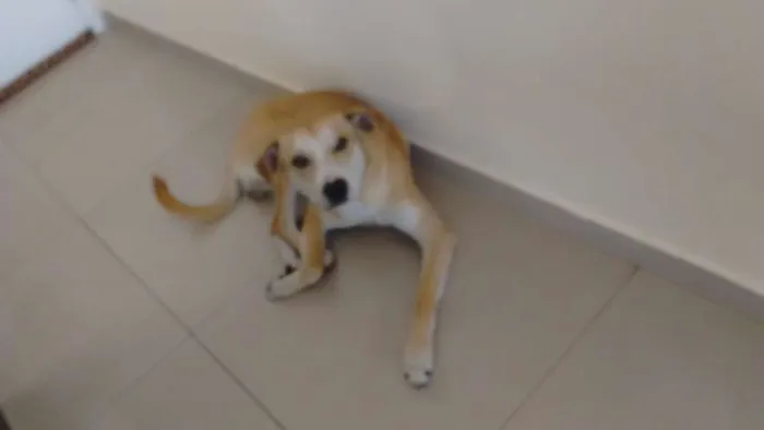 Cachorro ra a Vira idade 1 ano nome Killer