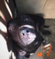 Pantera