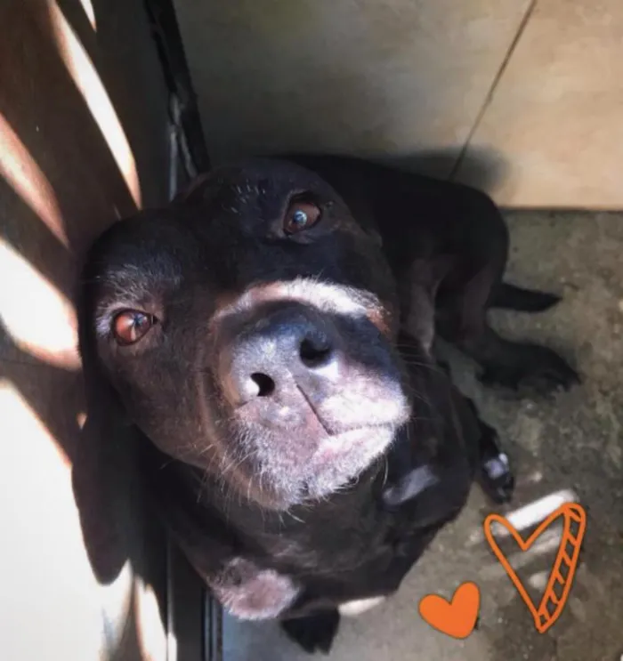 Cachorro ra a SRD idade 6 ou mais anos nome Pantera