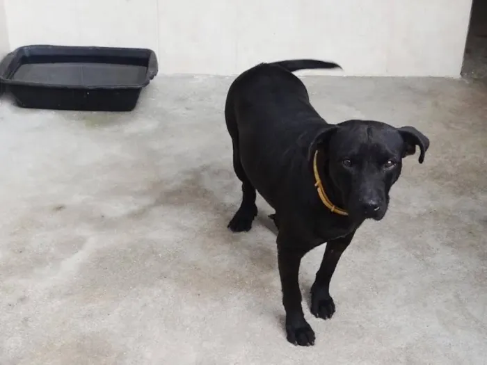 Cachorro ra a SRD idade 6 ou mais anos nome Pantera