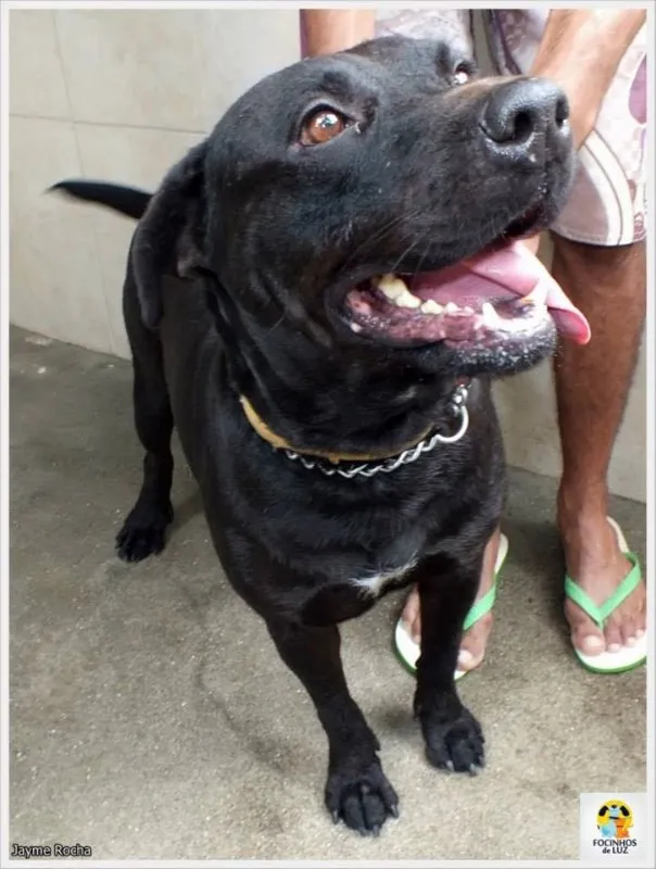 Cachorro ra a SRD idade 6 ou mais anos nome Pantera