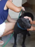 Pantera