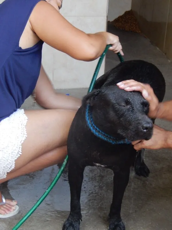 Cachorro ra a SRD idade 6 ou mais anos nome Pantera
