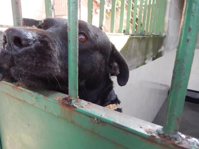 Cachorro ra a SRD idade 6 ou mais anos nome Pantera
