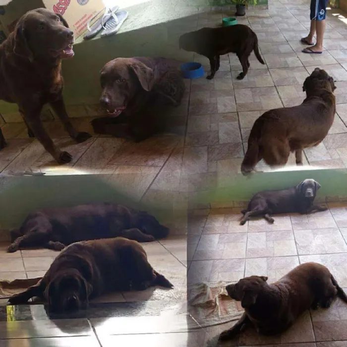 Cachorro ra a Labrador marrom idade 6 ou mais anos nome Thor