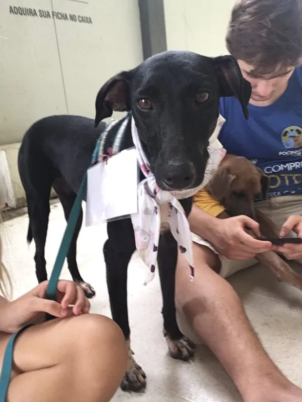 Cachorro ra a SRD idade 2 anos nome Jamila