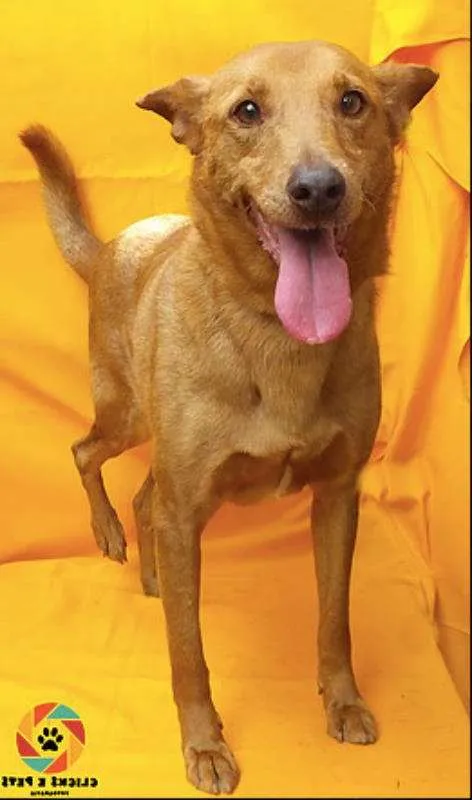 Cachorro ra a SRD idade 4 anos nome Xico Russo