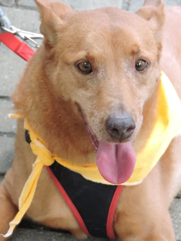 Cachorro ra a SRD idade 4 anos nome Xico Russo
