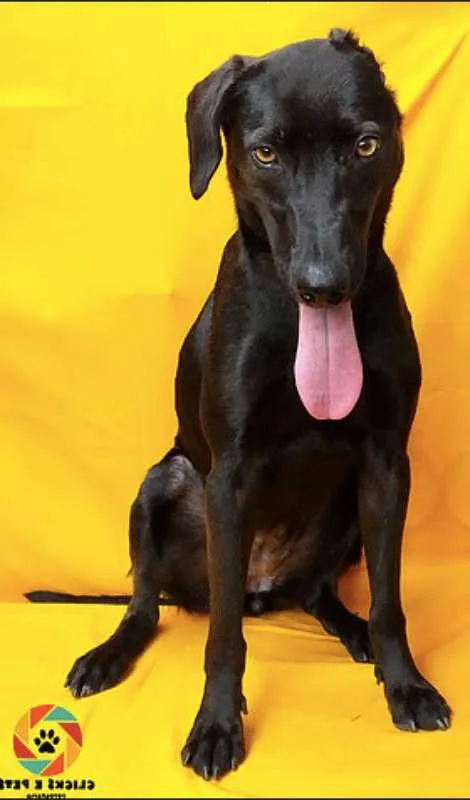 Cachorro ra a SRD idade 5 anos nome Lírica