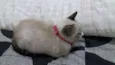 Tinha