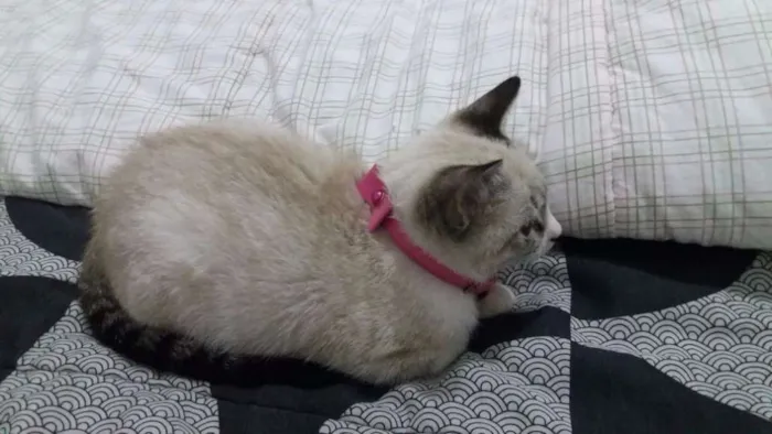 Gato ra a Siamesa idade 7 a 11 meses nome Tinha