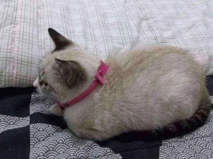 Gato ra a Siamesa idade 7 a 11 meses nome Tinha