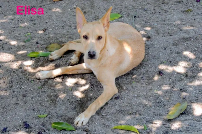 Cachorro ra a SRD idade 2 anos nome Elisa