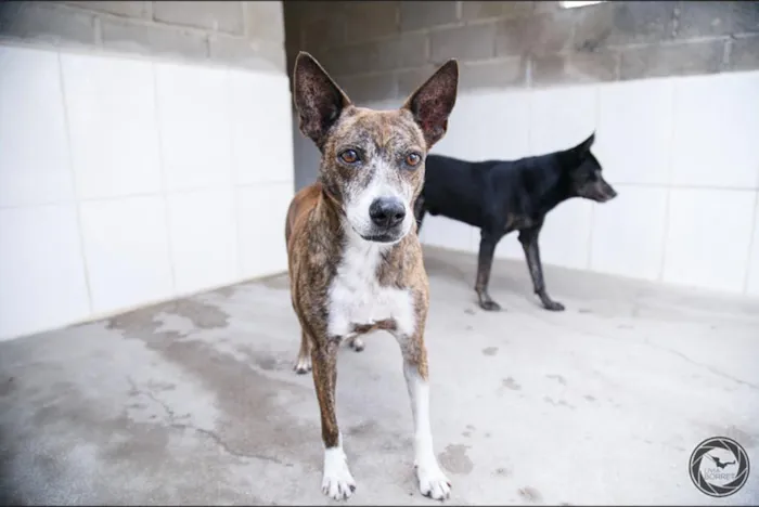 Cachorro ra a SRD idade 6 ou mais anos nome Cindy