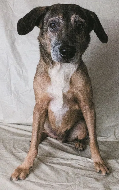 Cachorro ra a SRD idade 6 ou mais anos nome Costelinha