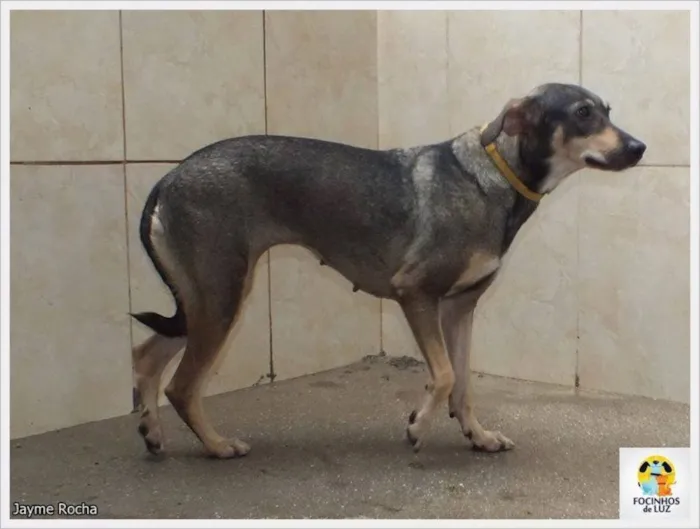 Cachorro ra a SRD idade 4 anos nome Tiazinha