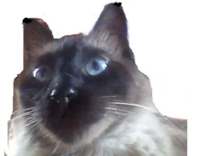 Gato raça siames idade 4 anos nome Francisco