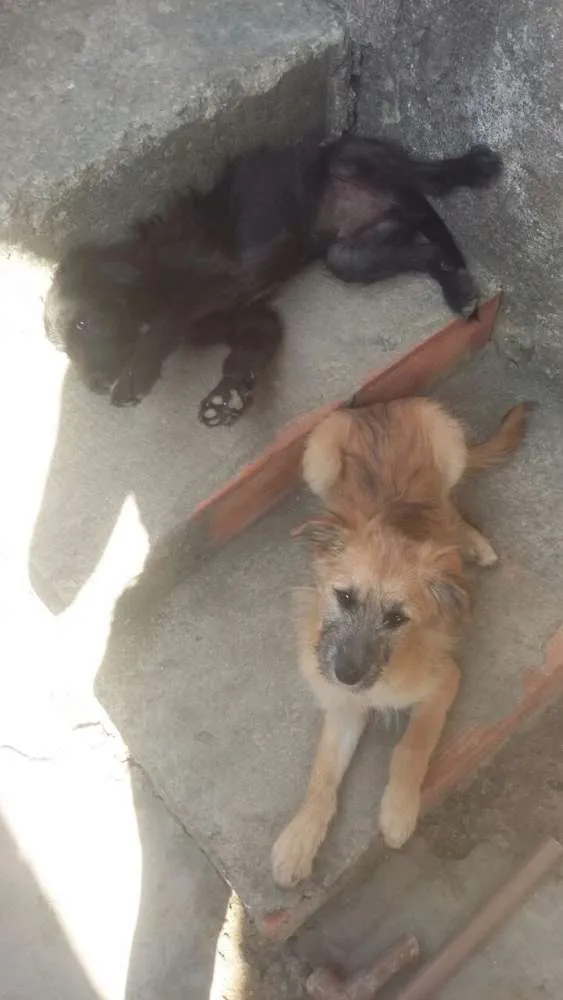 Cachorro ra a Vira-Lata idade 2 a 6 meses nome Luna