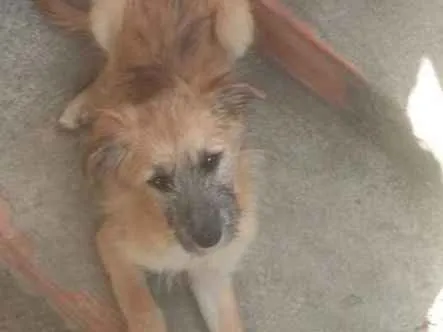 Cachorro ra a Vira-Lata idade 2 a 6 meses nome Luna
