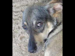 Cachorro raça SRD idade 4 anos nome Tiazinha