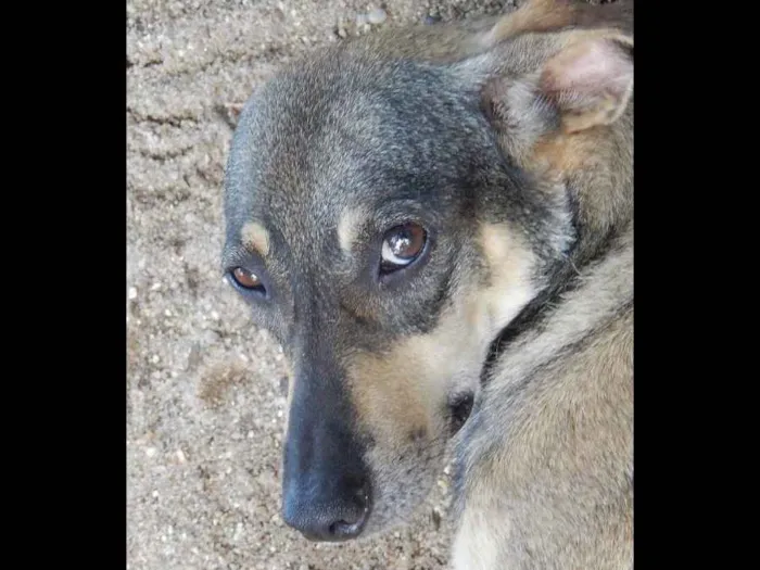Cachorro ra a SRD idade 4 anos nome Tiazinha
