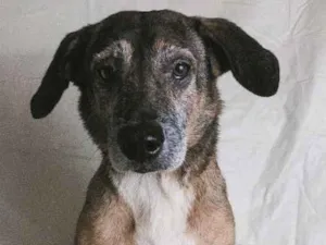 Cachorro raça SRD idade 6 ou mais anos nome Costelinha