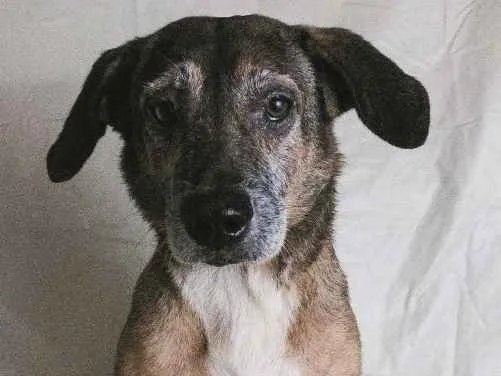 Cachorro ra a SRD idade 6 ou mais anos nome Costelinha