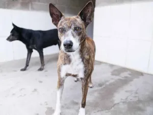 Cachorro raça SRD idade 6 ou mais anos nome Cindy