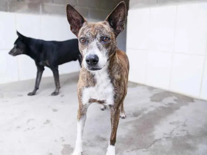 Cachorro ra a SRD idade 6 ou mais anos nome Cindy