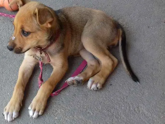 Cachorro ra a Vira-Lata idade Abaixo de 2 meses nome Mia