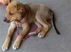 Cachorro raça Vira-Lata idade Abaixo de 2 meses nome Mia