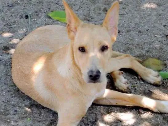 Cachorro ra a SRD idade 2 anos nome Elisa