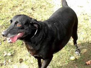 Cachorro raça SRD idade 6 ou mais anos nome Ivana