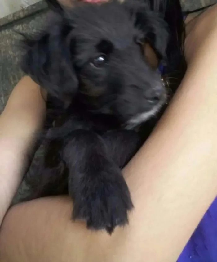 Cachorro ra a Vira-Lata idade 2 a 6 meses nome Jeredy