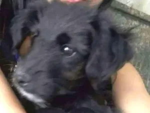 Cachorro raça Vira-Lata idade 2 a 6 meses nome Jeredy