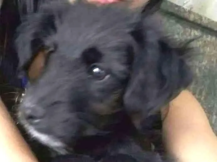Cachorro ra a Vira-Lata idade 2 a 6 meses nome Jeredy