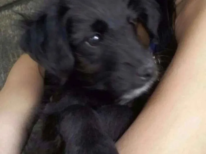 Cachorro ra a Vira-Lata idade 2 a 6 meses nome Jeredy